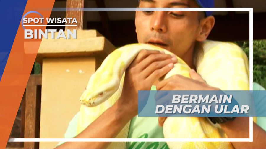 Bermain Dengan Ular Besar di Taman Wisata Bintan