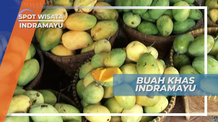 Buah Mangga Merah dan Ranum Khas Indramayu