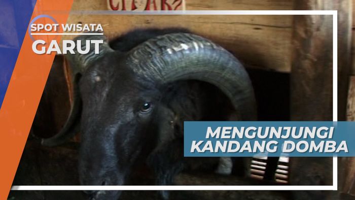 Melihat Gagahnya Domba-domba Petarung di Peternakan, Garut Jawa Barat