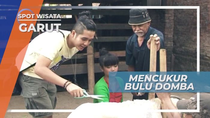 Mendandani Domba Petarung Bersama Sang Pawang, Garut Jawa Barat