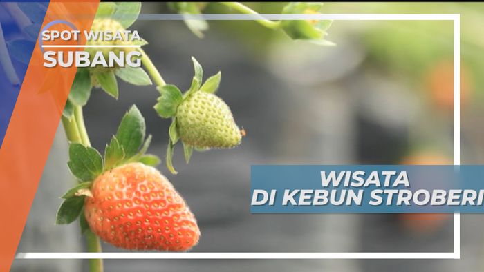Kebun Strawberry, Wisata Petik Buah Sesuka Hati, Subang