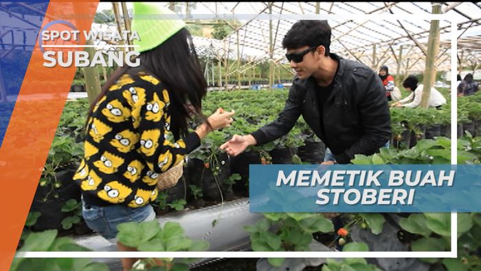 Memetik Buah Strawberry Langsung dari Pohonnya, Subang