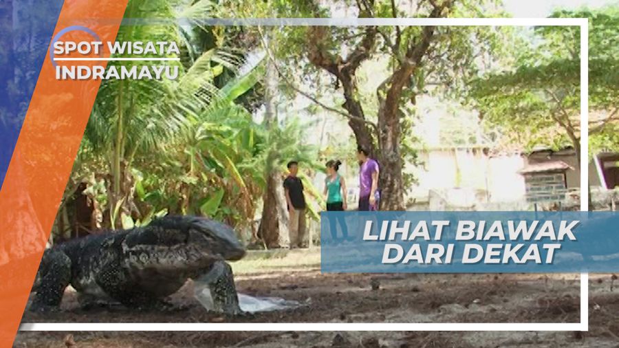 Biawak Ukuran Besar di Pulau Biawak Indramayu
