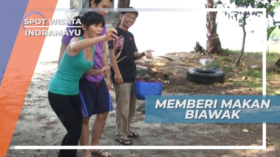 Ikan Mentah, Santapan Lahap Biawak Liar Indramayu