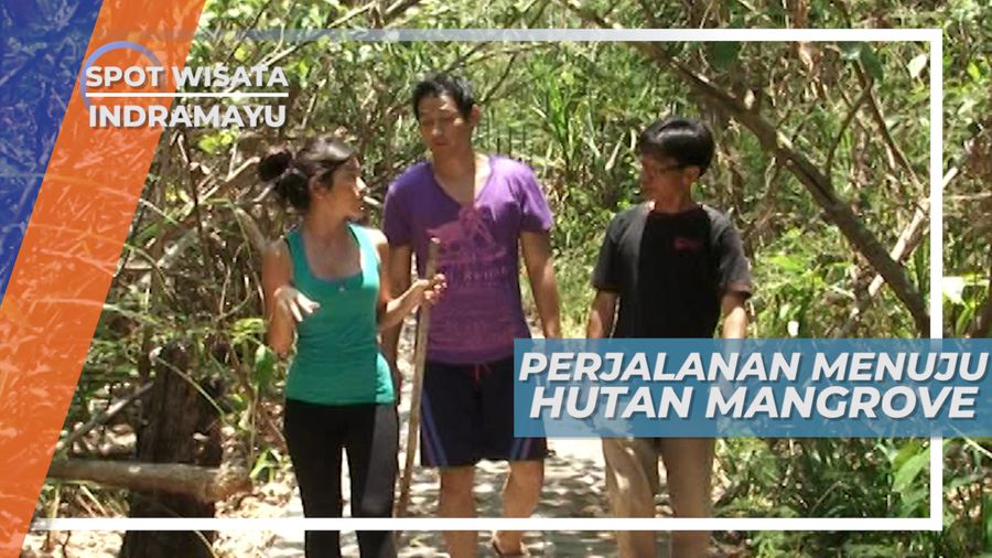 Hutan Mangrove di Bibir Pantai Indramayu, Terawat Asri Menawan