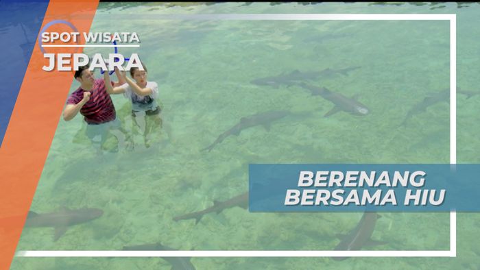 Menegangkan! Berenang Bersama Hiu di Karimunjawa Jepara