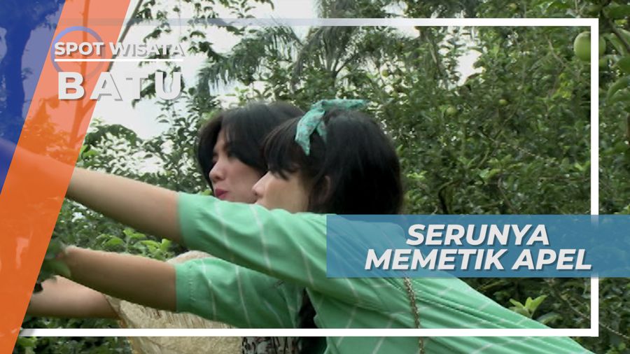 Keseruan Memetik Apel Langsung dari Pohonnya, Kota Batu Jawa Timur
