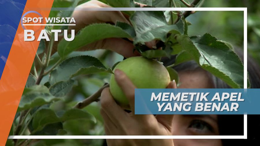 Harus Diputar dan Tidak Boleh Ditarik, Cara Petik Apel yang Benar, Kota Batu