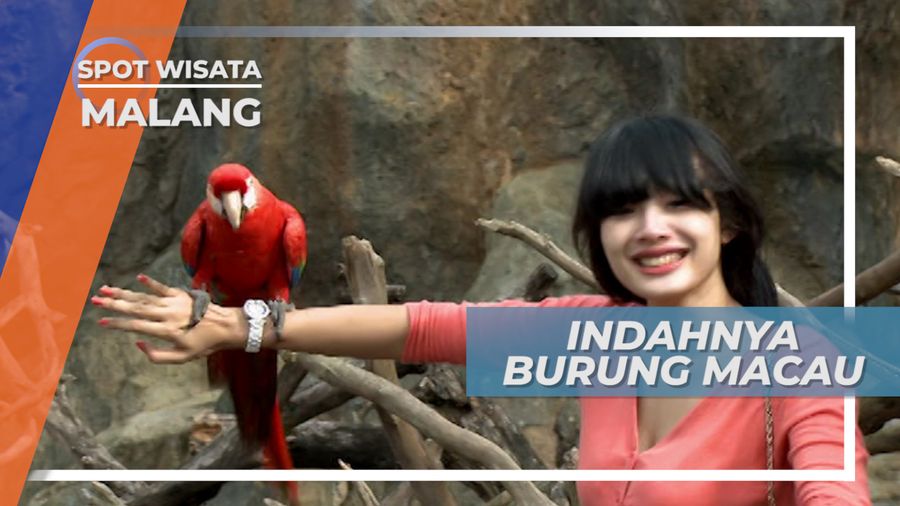 Berfoto Cantik Bersama Burung Macau Brazil, Kota Batu Jawa Timur