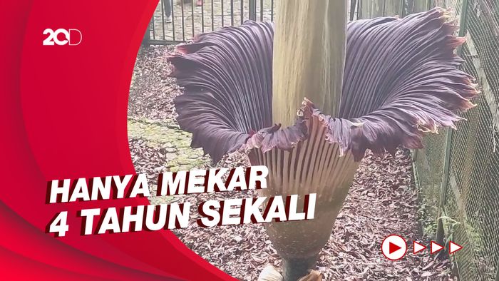 Fenomena Langka Mekarnya Bunga Bangkai di Kebun Raya Cibodas