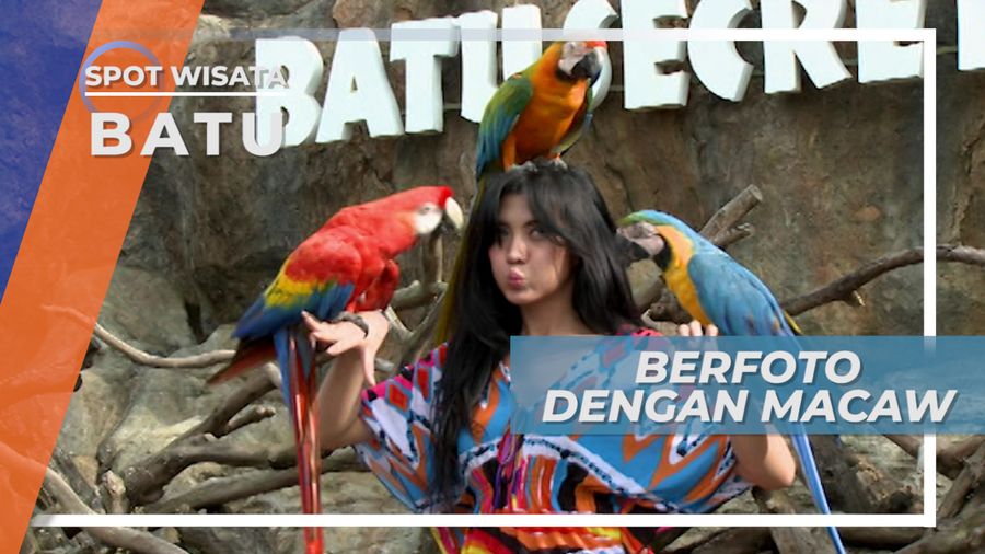 Batu Secret Zoo, Burung Macaw yang Cantik Warnanya