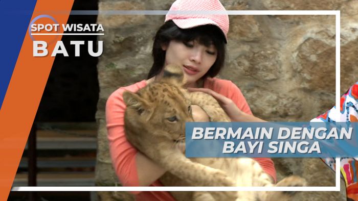 Batu Secret Zoo, Tempat Bermain Bayi Singa yang Menggemaskan
