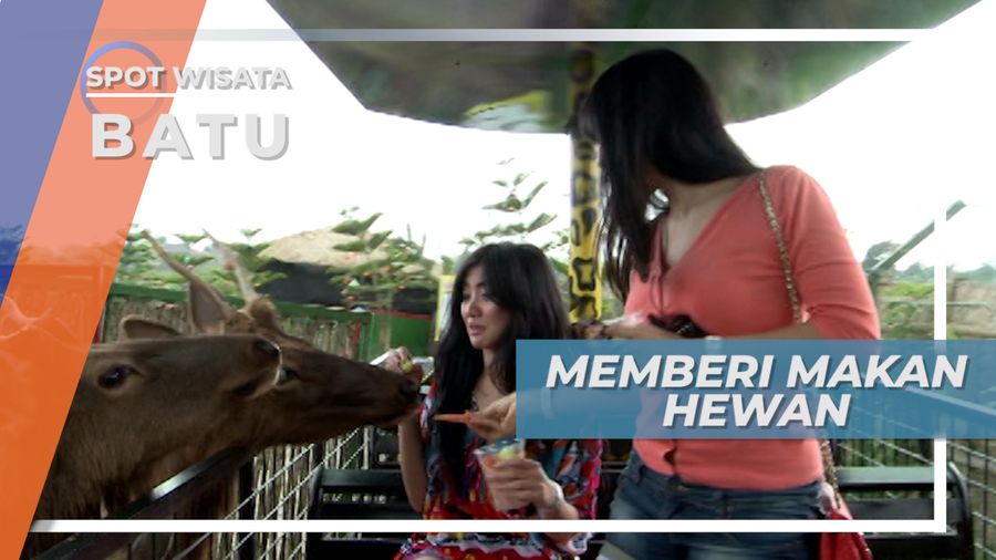 Batu Secret Zoo, Keseruan Memberi Makanan Para Satwa
