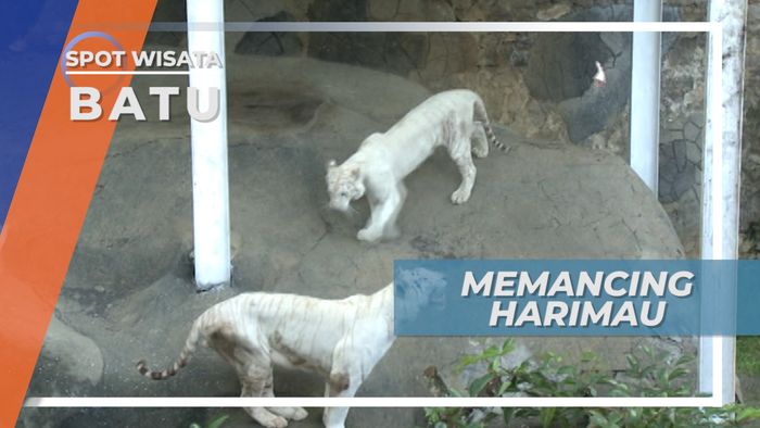 Batu Secret Zoo, Harimau Putih yang Eksotis