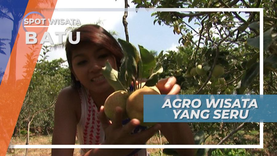 Agrowisata yang Seru, Memetik Langsung Buah-buahan dari Kebunnya