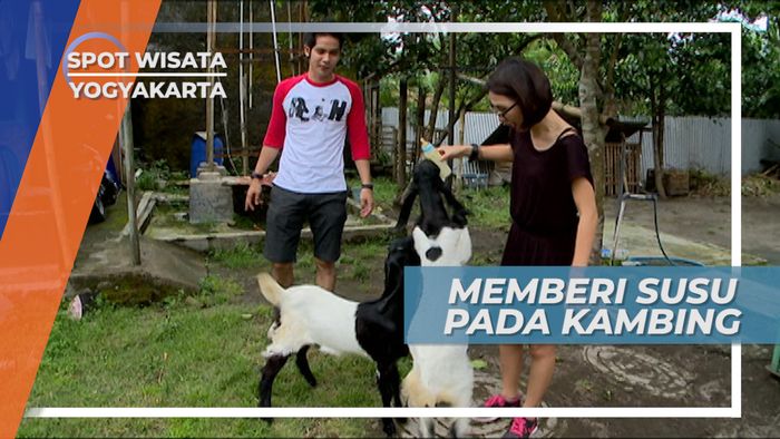 Bermain Dengan Anak Kambing yang Lucu, Yogyakarta