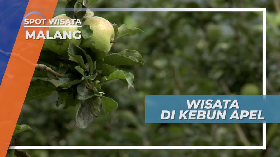 Wisata Kebun Apel, Buah Kebanggaan Kota Malang