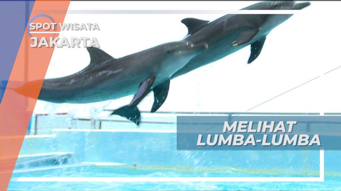 Melihat Lumba-lumba, Pilihan Kegiatan Seru Pulau Bidadari, Kepulauan Seribu