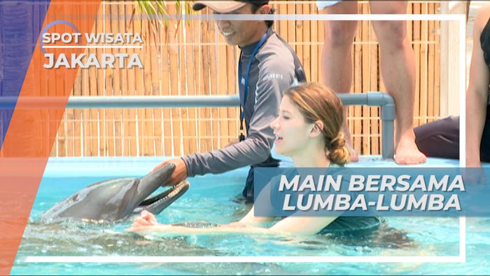 Berinteraksi dengan Lumba-lumba, Hewan Cerdas yang Lucu, Kepulauan Seribu