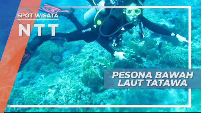 Diving, Menyelami Surga Bawah Laut Pulau Tantawa, Flores