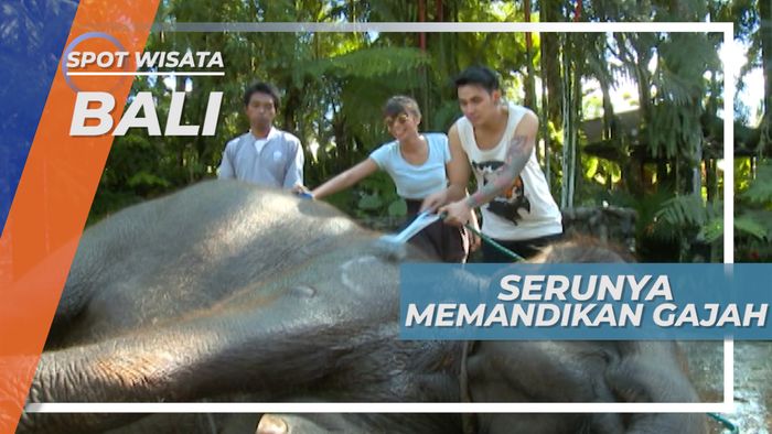 Serunya Memandikan Gajah di Taman Wisata Satwa, Bali