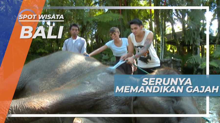 Serunya Memandikan Gajah di Taman Wisata Satwa, Bali
