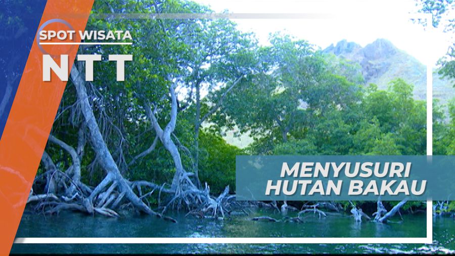 Menyusuri Perairan Dangkal Hutan Bakau Pulau Tatawa, Flores