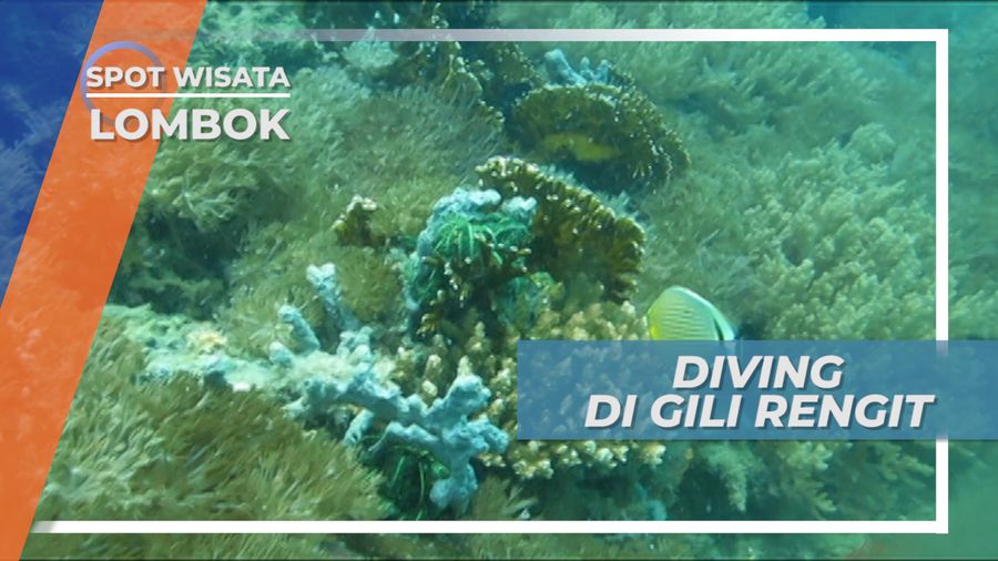 Menyelami Indahnya Surga Bawah Laut Gili Rengit, Lombok