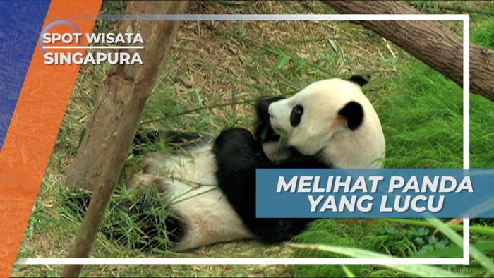 Melihat Lucunya Aktivitas Panda di Kebun Binatang, Singapura