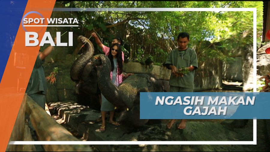 Memberi Makan Gajah di Gianyar Bali