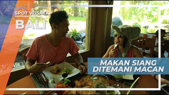 Saat Makan  Siang Ditemani Sang Raja Hutan di Gianyar Bali