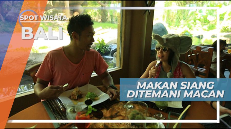 Saat Makan  Siang Ditemani Sang Raja Hutan di Gianyar Bali