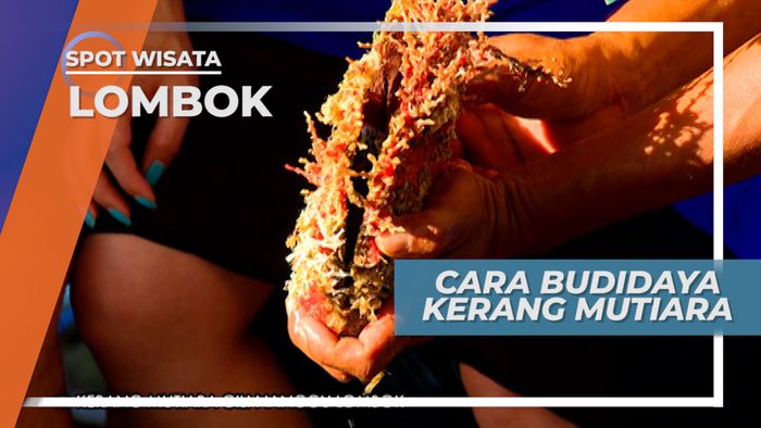 Cara Budidaya Kerang Mutiara Di Perairan Gili Nanggu Lombok