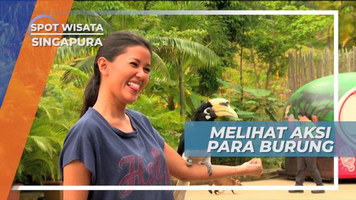 Melihat Atraksi Burung di Kebun Binatang Singapura