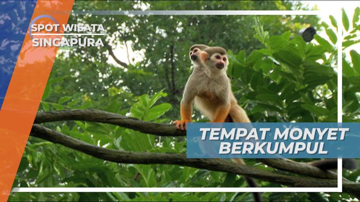 Square Monkey, Tempat Berkumpul Monyet di Kebun Binatang Singapura