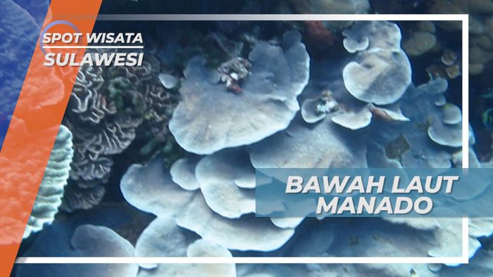 Menyelami Surga Bawah Laut Primadona Manado, Sulawesi Utara