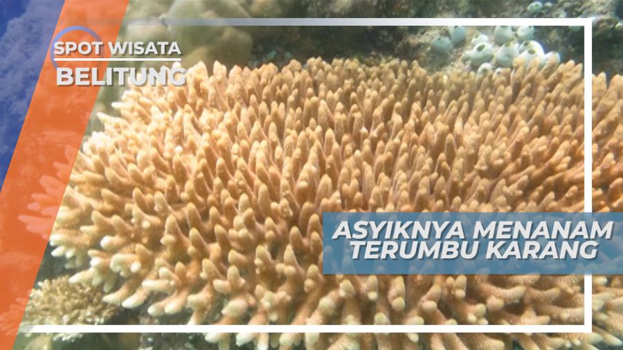 Konservasi Kehidupan Bawah Laut dengan Menanam Terumbu Karang, Belitung