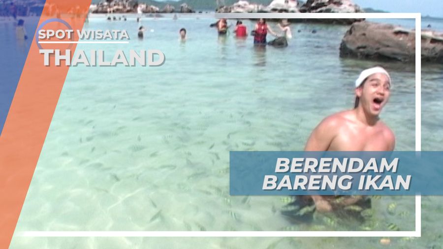 Berenang Bersama Ikan Laut yang Lucu di Pantai Egg Island Phuket Thailand