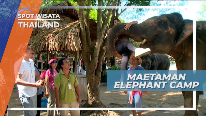 Maetaman Elephant Camp, Pemeliharaan Gajah Chiang Mai Thailand