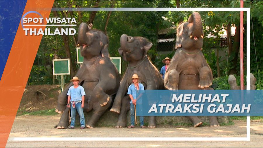 Aneka Atraksi Gajah di Tepi Sungai Maetaman Chiang Mai Thailand