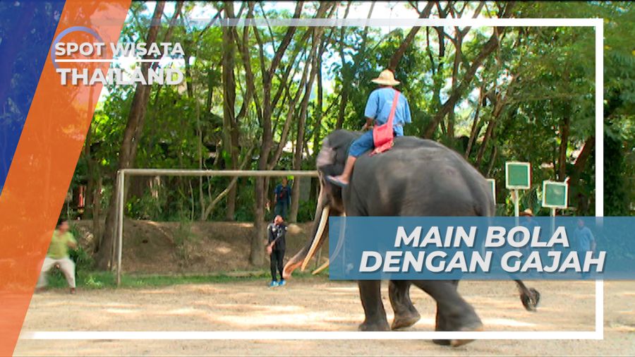 Menahan Sepakkan Bola yang Ditendang Gajah Chiang Mai Thailand, Yang Memukai Hati 