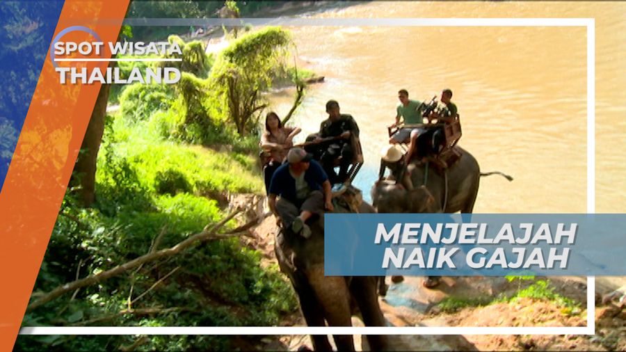 Menunggangi Gajah Menlintasi Belantara Chiang Mai Thailand 