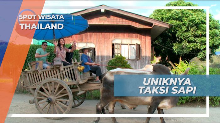 Taksi Sapi, Uniknya Chiang Mai Thailand