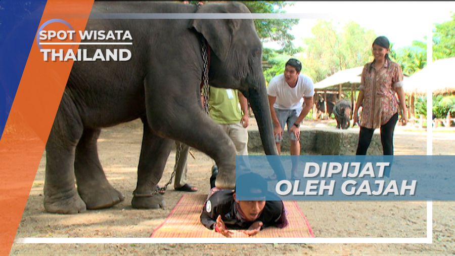 Dipijat Gajah Chiang Mai, Pijatan Sesungguhnya ala Thailand