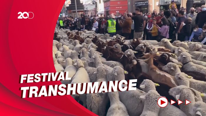 Arak-arakan Ribuan Domba dan Kambing Padati Jalanan di Madrid