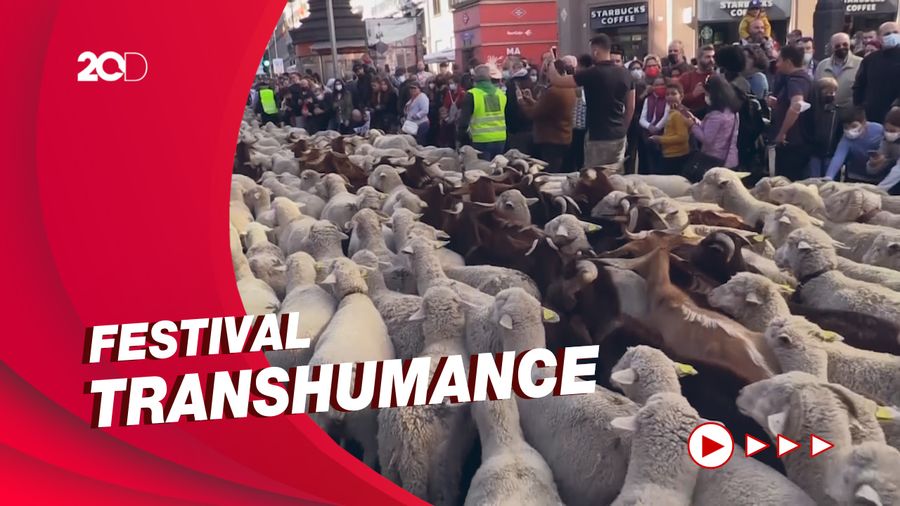Arak-arakan Ribuan Domba dan Kambing Padati Jalanan di Madrid