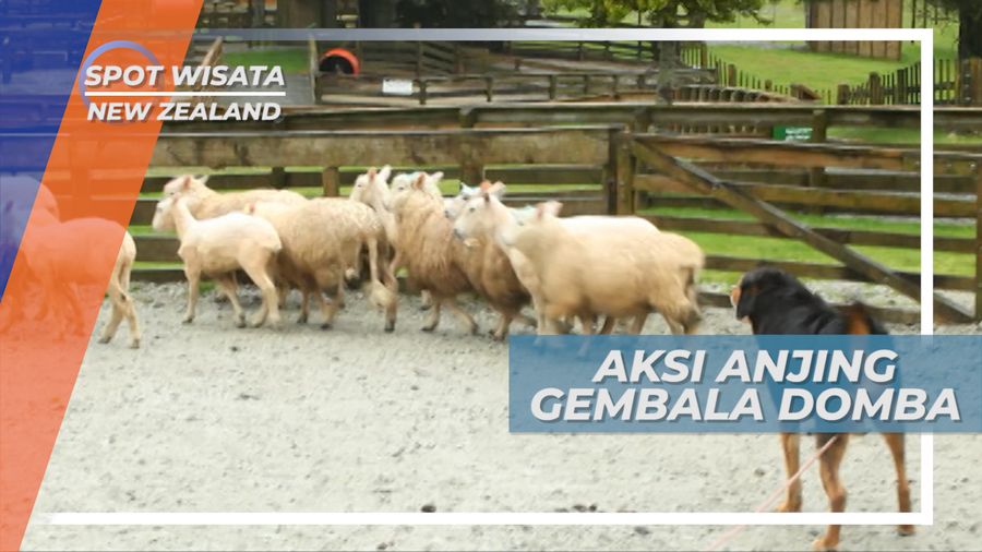 Aksi Anjing Gembala, Andalan Peternak Domba, New Zealand