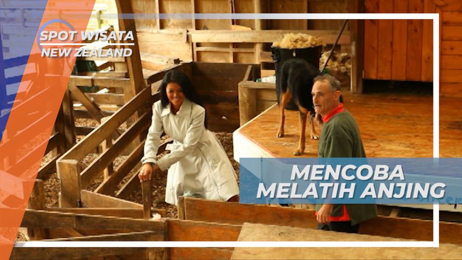 Belajar Melatih Anjing Gembala Domba, New Zealand