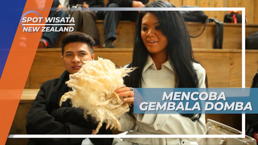 Pilah-pilih Domba untuk Dicukur Bulunya, New Zealand