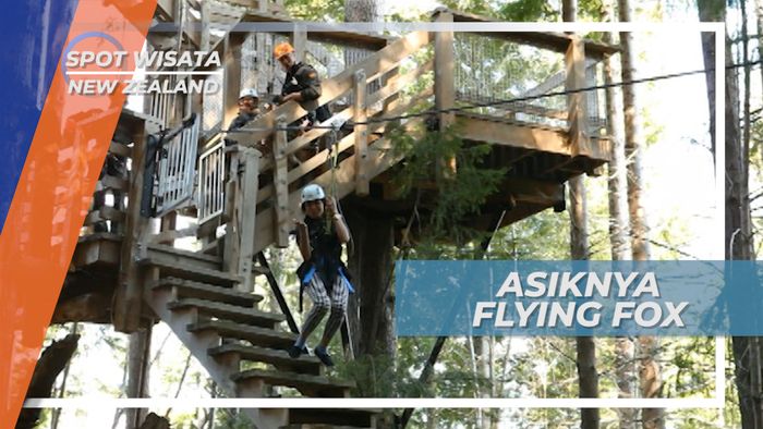 Meluncur Membelah Hutan Pinus, Serunya Bermain Flying Fox, New Zealand